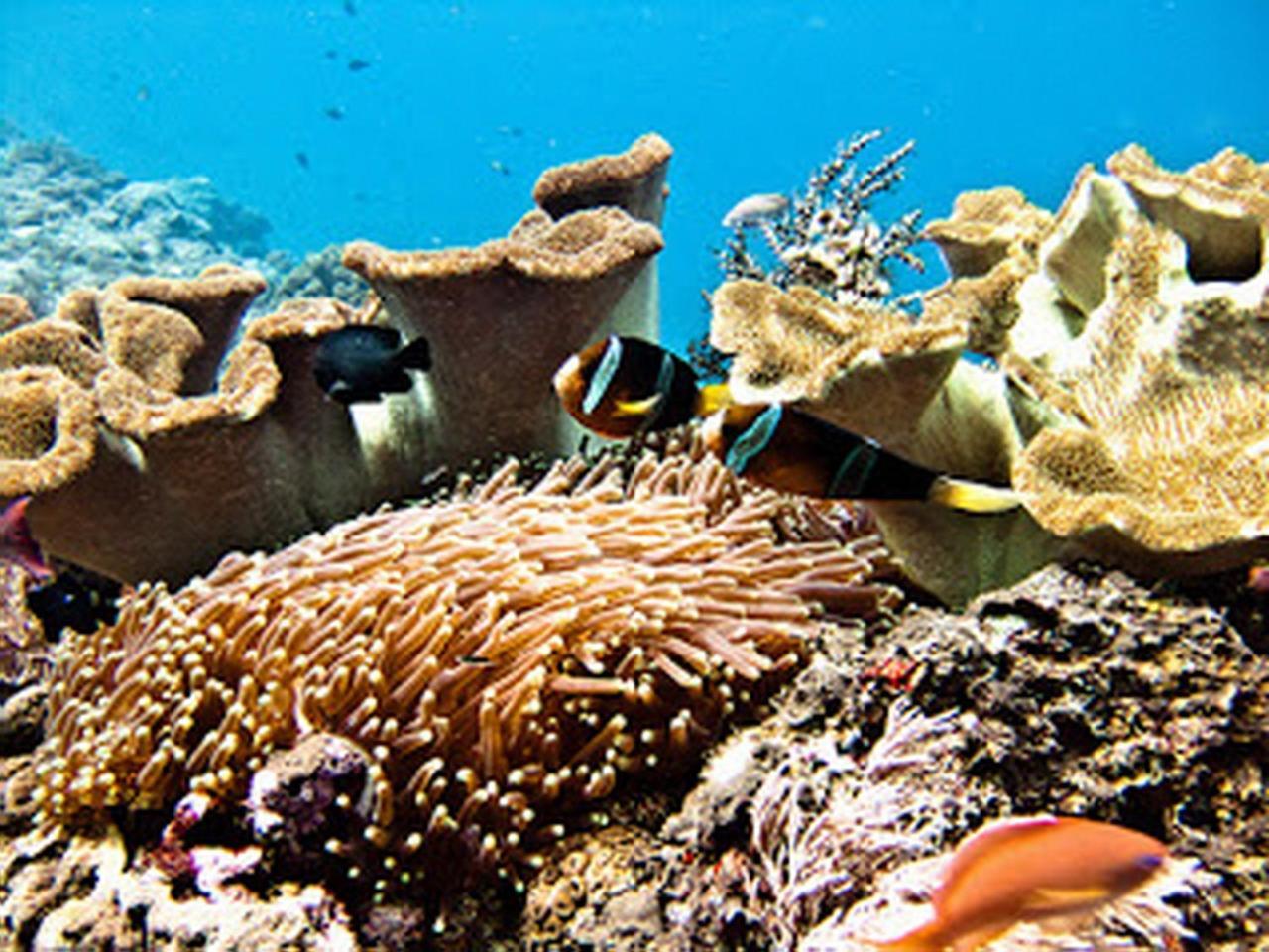 Ocean Hostel Ceningan Island 外观 照片